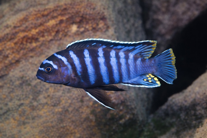 Maylandia sp. 'aggressive bars' Chiloelo